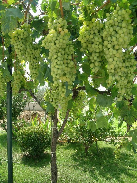 شقة Le Grand Barsan فيسون-لا-رومان المظهر الخارجي الصورة